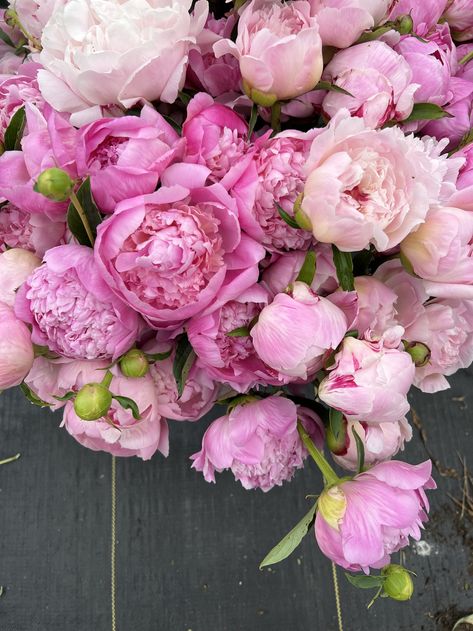 Peonies: How to Grow, Profit, and More — Lynsey Taulbee Peony Varieties, Peony Farm, Peony Care, Growing Peonies, Flower Subscription, Garden Tips, Delphinium, Flower Farm, Pink Peonies