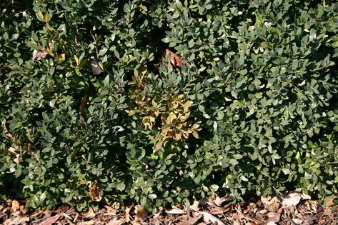 Boxwood Hedges, Boxwood Tree, Agriculture Technology, Box Wood Shrub, Broadleaf Evergreen, Boxwood Hedge, Plant Maintenance, Plant Pests, Plant Problems