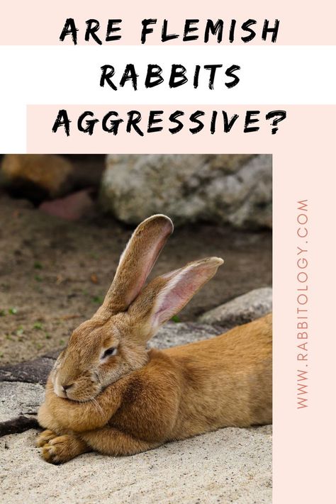 are-flemish-rabbits-aggressive Flemish Giant Rabbit Care, Giant Flemish Rabbit, Giant Rabbits, Flemish Giant Rabbit, Giant Rabbit, Rabbit Names, Flemish Giant, Pet Bunny Rabbits, Rabbit Care