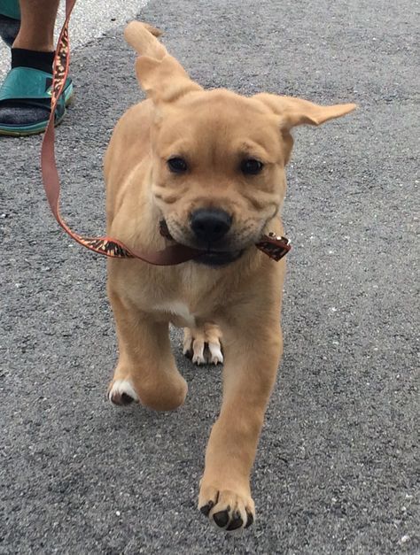 Pitbull / Golden retriever mix! (9 weeks old) #Herculesthegoldenpit Pitbull Golden Retriever Mix Puppy, Golden Retriever Pitbull Mix Puppies, Pitbull Golden Retriever, Rottweiler Training, Pit Bull Puppies, Giant Dog Breeds, Golden Retriever Funny, Mastiff Puppies, Alpha Dog