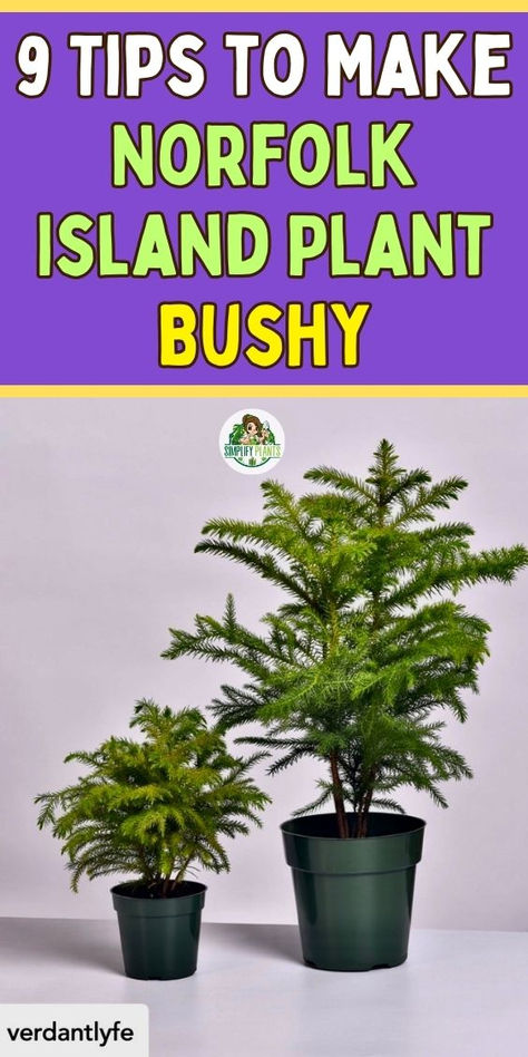 Norfolk Island Pine Care, Norfolk Pine Care, Norfolk Island Pine, Pine Garden, Plant Care Guide, Dino Park, Norfolk Island, Houseplant Care, Norfolk Pine