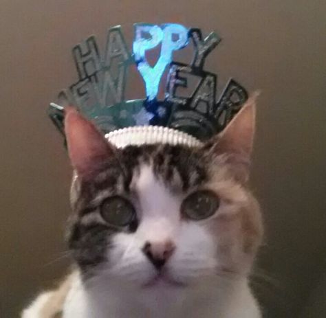 Happy New Years from Callie our 13 yr old Calico!! Gc Photo, Silly Kitty, Happy New Years, Four Letter Words, New Years Day, Year 2024, Cute Cats And Dogs, Kitty Cats, Dog Art