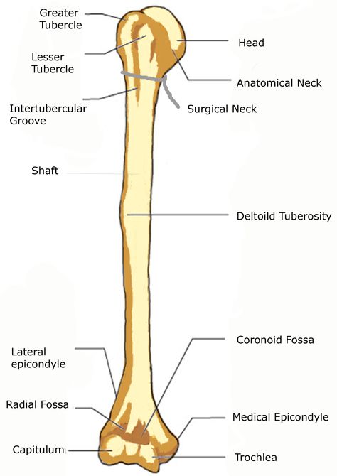 anterior surface of a human humerus. Humerus Bone, Biology Diagrams, Wedding Itinerary Template, Human Physiology, Integer Operations, Integers Worksheet, Human Body Anatomy, Christmas Worksheets, Essay Outline