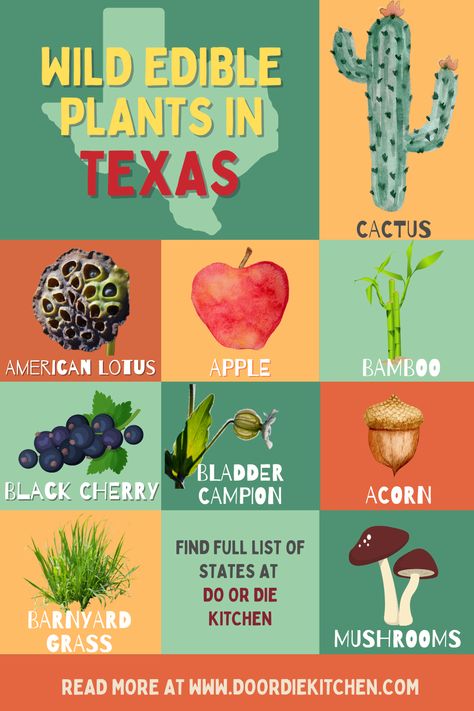 Edible Plants Survival, Common Place Book, Foraging Guide, Wild Crafting, Plants And Mushrooms, Mushroom Foraging, Texas Plants, Plant App, Bushcraft Shelter