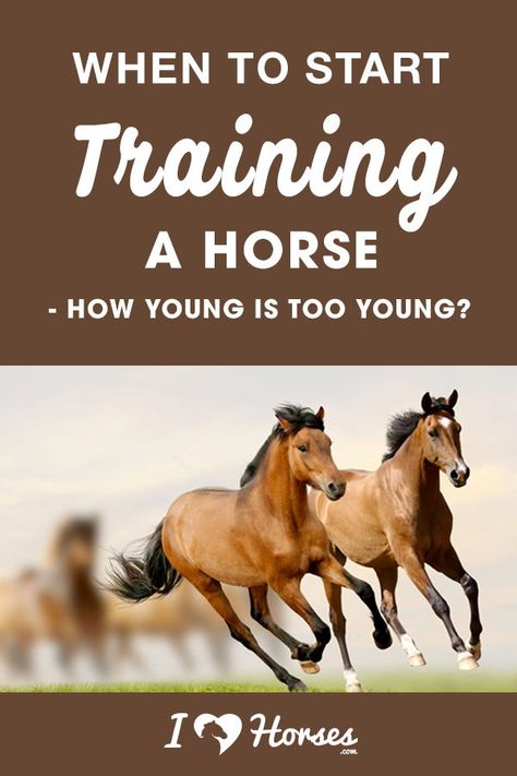 Foal Training, Liberty Horse, Horses Foals, Equestrian Tips, Carson James, Horses Ranch, Stable Yard, Horse Exercises, Equestrian Helmets