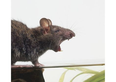 Brown Rat, Rat Queens, Mouth Wide Open, New York Subway, A Rat, Rodents, Side View, Rats, Photo Gifts