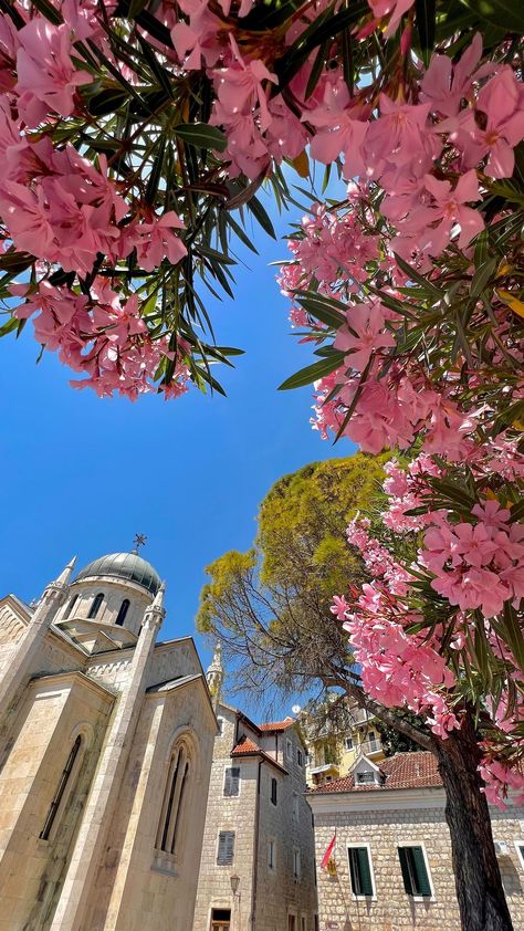 Anita’s Instagram video: “Herceg Novi is beautiful botanic garden 🌸 #hercegnovi #montenegro #summer #travel #amazing” Montenegro Herceg Novi, Montenegro Aesthetic, Montenegro Summer, Travel Montenegro, Montenegro Beach, Herceg Novi, Summer Board, Highlights Cover, Cheese Lover