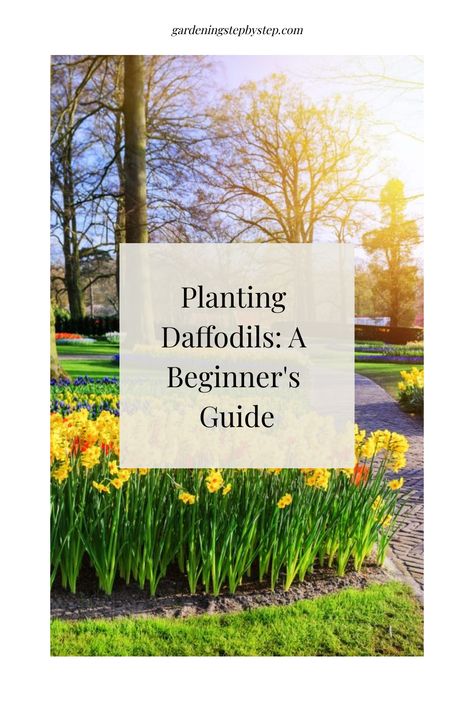 Planting daffodils in a garden with sunlight streaming through trees and blooming flowers. Daffodils Front Yard, Daffodil Varieties, Planting Daffodils, When To Plant Bulbs, Daffodils Planting, Narcissus Flowers, Flowers In Pots, Daffodil Flowers, Plant Notes