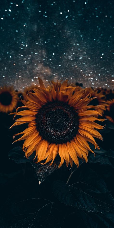 Sunflower Glitter Wallpaper, Dark Sunflower Aesthetic, Birthday Day Quotes, Alessia Core, Y2k Wallpaper Aesthetic, Astetic Pics, Pretty Flower Arrangements, Fluffy Flowers, Holographic Wallpapers