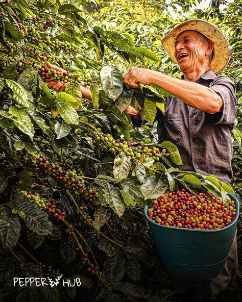 For those who drink a lot of coffee, there’s nothing more satisfying than a mug of fragrant coffee on a cold winter’s morning or even a hot summer’s afternoon. Did you know that it takes coffee plants 4 to 6 years to reach maturity, according to the plant variety? Did you know that different harvesting methods are used to produce coffee and different processing methods as well? Harvesting the coffee is not where the work ends; it is where the work begins. Once the coffee beans are harvested,... Coffee Harvesting, Honey Processing, Coffee Plants, Coffee Plant, Nothing More, The Plant, The Coffee, Cold Winter, Coffee Beans