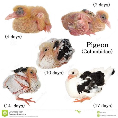 Set baby pigeon development isolated on white Pigeon Eggs, Racing Pigeon Lofts, Pigeon Loft Design, Baby Pigeon, Pigeon Cage, Pet Pigeon, Le Pigeon, Cute Pigeon, Pigeon Pictures