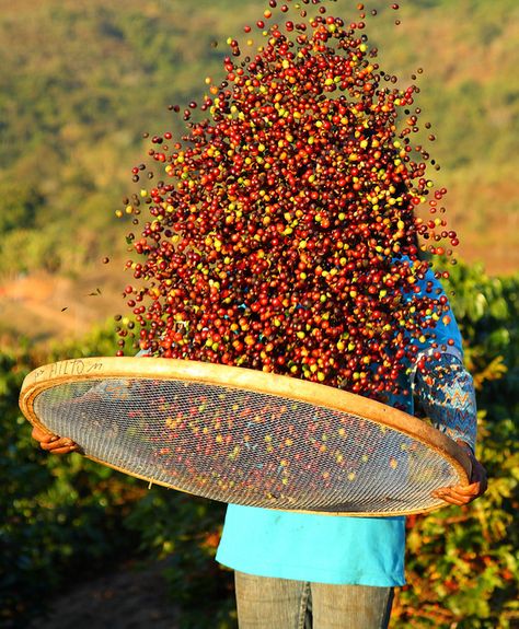 Coffee Tree, Remove Belly Fat, Fair Trade Coffee, Fat Burning Diet, Coffee Farm, Green Stuff, Coffee Plant, Espresso Shot, Coffee Culture