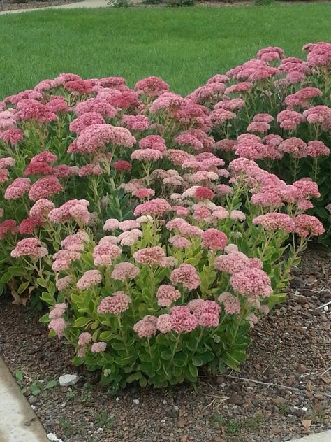 What are these? Stonecrop Sedum, Pergola Pictures, Low Water Gardening, Making Plant Pots, Autumn Flowers, Herbaceous Perennials, Low Maintenance Plants, Bedding Plants, Flower Bed