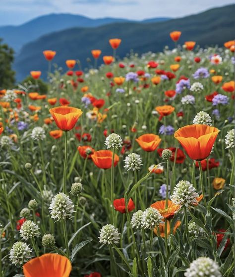 Field Of Wildflowers Photography, Swedish Wildflowers, Wildflowers Photography, Botanical Tattoo, Flower Garden, Wild Flowers, North American, Mood Board, Portfolio