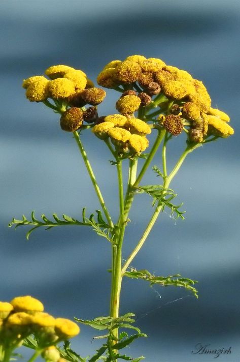 Tansy Flower, Ontario, Canada Tansy Flower, Flower Pants, Flower Alphabet, Ap Art, Fruit And Veg, Ontario Canada, Herb Garden, Eye Care, Flowers Photography