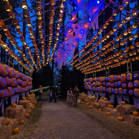 In Metro Vancouver, there are many family-friendly Halloween events and activities to enjoy. We are thrilled to share a list of these exciting festivities.Pumpkins After Dark is Canada’s award-winning outdoor Halloween event. Featuring over 6,000+ hand-carved pumpkins, this one-of-a-kind walk-through experience is the must-see event of the fall season. Carved Pumpkins, Halloween Events, Fall Bucket List, Halloween Event, Fun Events, Outdoor Halloween, After Dark, Fall Season, Halloween Fun