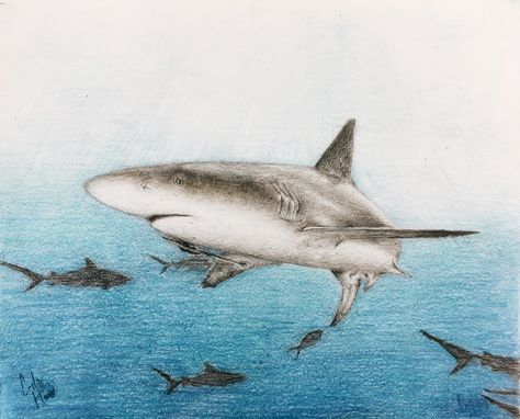 Reef shark colored pencil drawing Shark Sketch, Drawing With Color, Drawing With Colored Pencils, Colored Markers, Shark Drawing, Reef Shark, White Sharks, Great White Shark, Colored Pencil Drawing