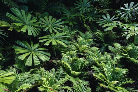 Australian Rainforest, Rainforest Garden, Water Ferns, Australian Garden Design, Australian Native Garden, Ferns Garden, Australian Plants, Fan Palm, Australian Garden