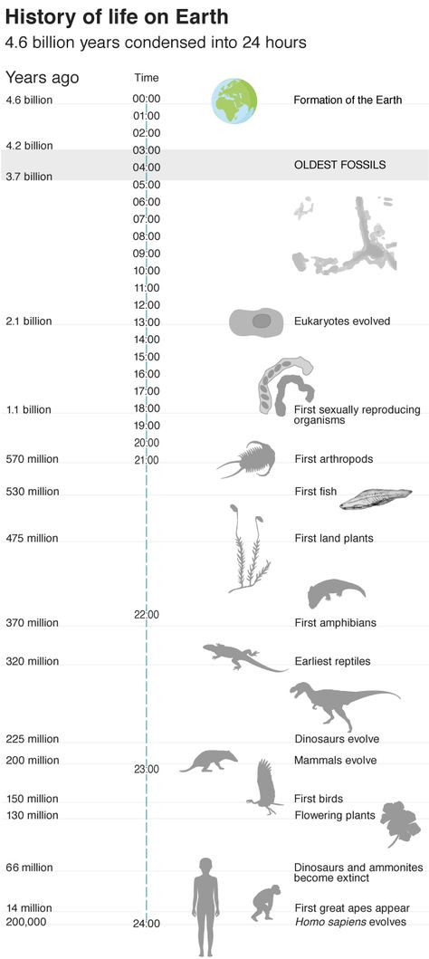 Earliest evidence of life on Earth 'found' Evolution Of Life On Earth, Evolution Of Life, Theory Of Evolution, Prehistoric World, Human Evolution, Life On Earth, Science Facts, Science Lessons, One Life