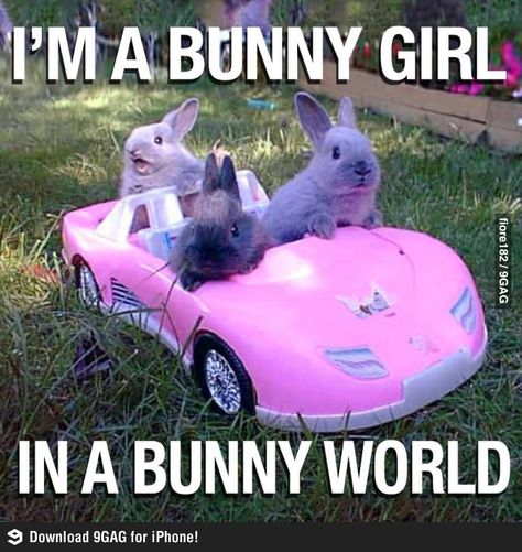 I'm a bunny girl in a bunny world Two Rabbits, Funny Bunnies, Bunny Girl, Hamsters, Animals Images, Funny Animal Pictures, Adorable Animals, Mean Girls, 귀여운 동물