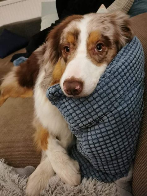 Red Australian Shepherd, Red Merle Australian Shepherd, Red Border Collie, Merle Australian Shepherd, American Shepherd, Aussie Dogs, Australian Shepherd Dogs, The Pose, Pet Life