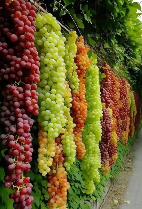 Hydroponic Gardening System, Giant Vegetable, Grape Harvest, Growing Fruit Trees, Kinds Of Vegetables, Fruit Picture, Types Of Fruit, Growing Fruit, Vegetable Garden Design