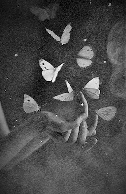 Papillon Butterfly, Black And White Photograph, 수채화 그림, Black And White Aesthetic, White Photo, White Aesthetic, Black Aesthetic, 그림 그리기, The Words