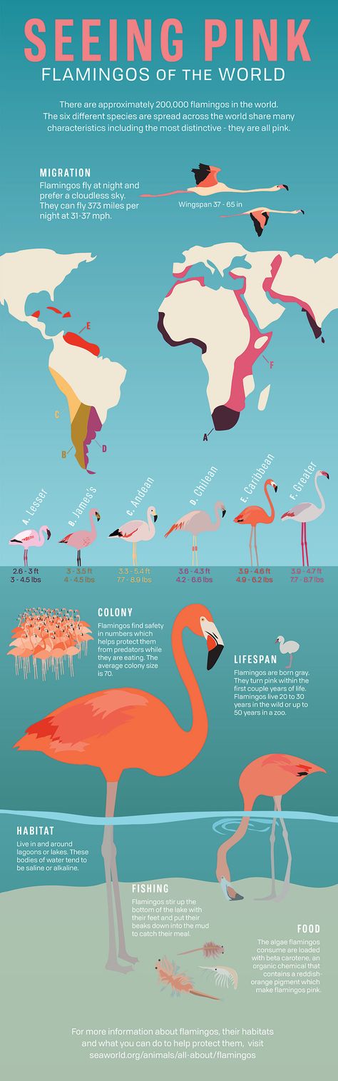 Flamingo Infographic on Behance Planet Zoo Billboard, Flamingo Infographic, Tiger Infographic, Zoo Infographic, Wetland Restoration, Zoology Career, Infographic Graphic Design, Flamingo Facts, Zoo Signage