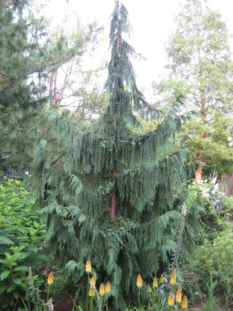 Weeping Alaskan Cedar - Rotary Botanical Gardens Alaskan Cedar Trees, Weeping Conifers, Weeping Alaskan Cedar, Blue Atlas Cedar, Weeping Trees, Lake Garden, Cedar Trees, Spring Plants, Yard Work