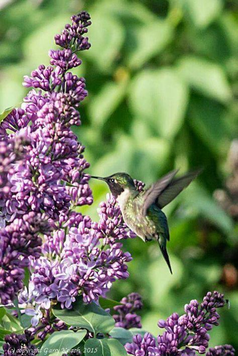 Backyard Nature, Lilac Tattoo, Backyard Birds Feeders, Hummingbirds Photography, Winged Creatures, Hummingbird Pictures, Ruby Throated Hummingbird, Flower Cottage, Hummingbird Flowers