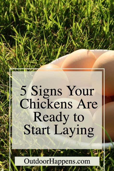 Ready for the egg-citement? 🐣 Discover the top 5 tell-tale signs that your hens are gearing up to lay! From changes in behavior to physical clues, learn how to spot the onset of egg-laying. Perfect for backyard chicken enthusiasts and homesteaders! 🌿🥚 #BackyardPoultry #HomesteadingTips #ChickenWhisperer Chicken Brooder Box, Raising Baby Chicks, Brooder Box, Chickens For Eggs, Chicken Brooder, Baby Chicks Raising, Best Egg Laying Chickens, Chicken Owner, Silkie Chickens