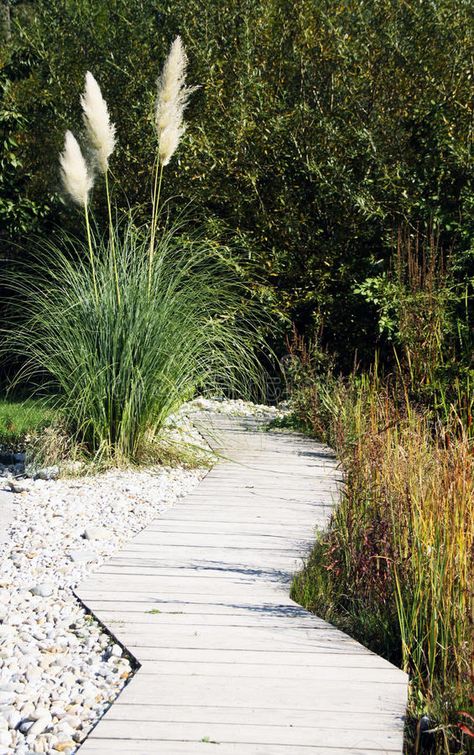 Pampas Grass Landscape, Bush Landscape, Ornamental Garden, Outdoor Fire Pit Designs, Landscaping Images, Backyard Water Feature, Garden Stepping Stones, Grasses Landscaping, Grasses Garden