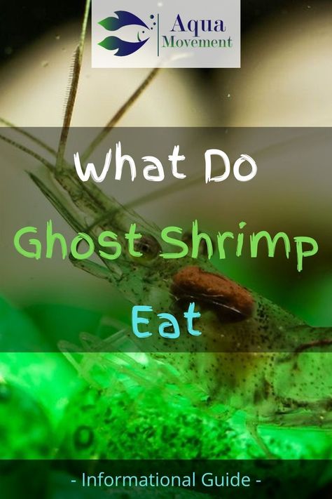 Ghost Shrimp Tank, Shrimp Sizes, Aquarium Snails, Baby Shrimp, Ghost Shrimp, Cherry Shrimp, Sea Monkeys, Shrimp Tank, Aquatic Turtles