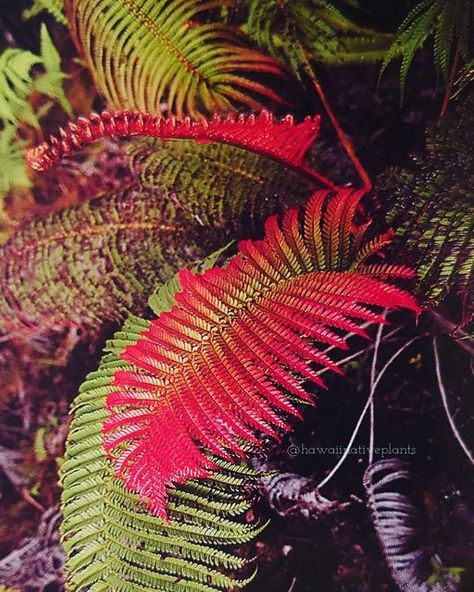 Hawaii Native Plants on Instagram: "Sadleria cyatheoedes ʻ(amaʻu) This gorgeous fern often has brightly colored new fronds ranging from lime green to orange, pink, red, or burgundy. As they grow older, they form a trunk similar to that of hāpuʻu -- if you're ever at Palikū cabin in Haleakala National Park, check out the impressive ʻamaʻu just outside the door! Photograph from Hawaiian Forest Plants by Merlin. 🪴 #sadleriacyatheoides #sadleria #amau #fern #ferns #fernsofinstagram #nativehawaiianp Native Hawaiian Plants, Plant Reference, Hawaiian Plants, Haleakala National Park, Tree Fern, Forest Plants, Hawaii Life, 3d Flowers, Reference Photos