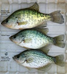 Crappie Recipes- Crappie Parmesano, Cajun Crappie Cuisine - Fly Fishing Discounters Crappie Recipes, Crappie Recipe, Crappie Fishing Tips, Fishing Trout, Fishing Kayak, Wild Game Recipes, Fish Fry, Crappie Fishing, Fishing Techniques