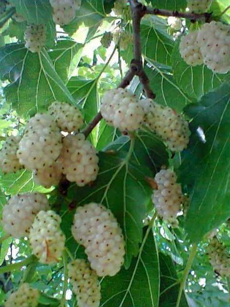 Mulberry Fruit, Weird Fruit, White Mulberry, Garden Frogs, Strange Fruit, White Berries, Fruit Photography, Mulberry Tree, Food Forest