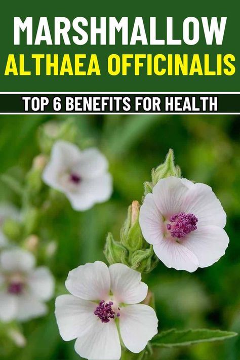 Herbalist Remedies, Marshmallow Plant, Marshmallow Root Tea, Urinary Health, Marshmallow Root, Health Routine, Oracle Deck, Skin Care Remedies, Urinary Tract