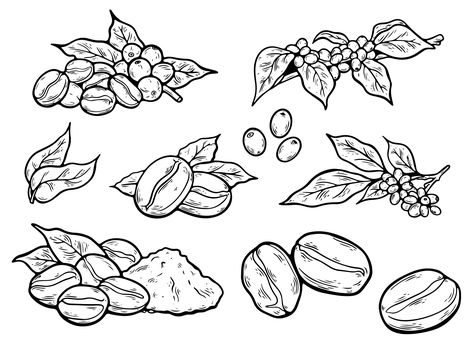 Coffee Bean Sketch, Coffee Beans Drawing, Coffee Bean Drawing, Bean Pods, Plant Vector, Coffee Plant, About Coffee, Coffee Beans, Premium Vector