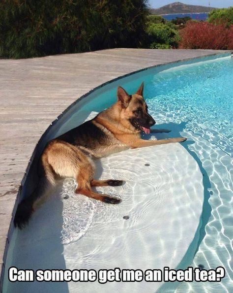 German Shepherd Memes, Memes Humor, Shepherd Puppies, Funny Animal Memes, In The Pool, German Shepherd Puppies, Funny Animal Pictures, Dog Memes, German Shepherd Dogs