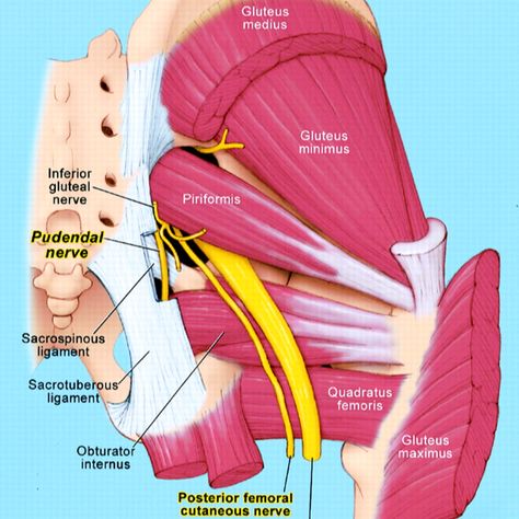 Keep it strong! Lumbar Plexus, Pudendal Nerve, Hip Anatomy, Human Muscle Anatomy, Nerve Health, Piriformis Syndrome, Yoga Anatomy, Human Body Anatomy, Muscle Anatomy