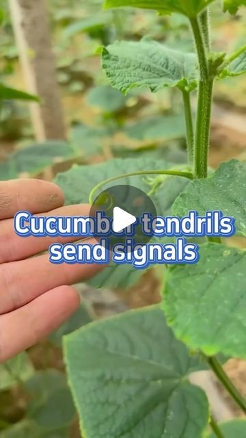 SeedToHarvest on Instagram: "Signals the cucumber tendrils send #garden #gardening #gardeningtips #planting #farming #cucumber" Gardening Hacks Ideas, Cucumber Plants Growing Tips, Cucumber Planting Ideas, Cucumber Garden Ideas, Seed Gardening, Garden Cucumbers, Cucumber Gardening, Garden Hacks Diy, Garden Companion Planting