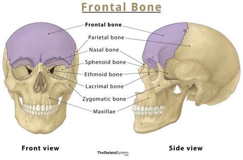 Anatomy And Physiology, Anatomy