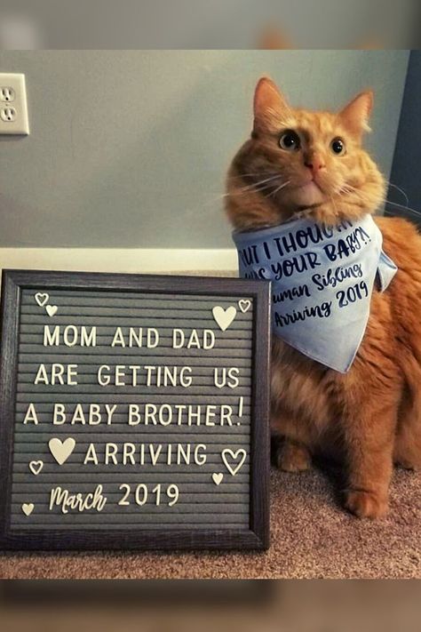 Cat Pregnancy Announcement with Bandana and Letter Board Cat Pregnancy, Gender Reveal Box, Cute Pregnancy Announcement, Pregnancy Announcement Photos, Baby Announcement Photos, Baby Brother, Baby Reveal, Baby Gender, Pregnancy Reveals