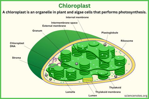 Learn about chloroplasts in cells. Get the chloroplast definition and diagram and learn about the function of this important organelle. Chloroplast Drawing, Malaria Parasite, Learn Biology, Electron Transport Chain, Eukaryotic Cell, Chemical Energy, Reactive Oxygen Species, Plant Cell, Cell Wall