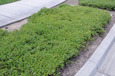 Arctostaphylos uva-ursi (Bearberry) is a hardy, creeping evergreen ground cover that is perfect for parking strips or erosion control. It has glossy green leaves and has white to light pink flowers that bloom in late winter.   #Arctostaphylosuva-ursi  #Bearberry #groundcover #bloomsinwinter Bearberry Ground Cover, Native Landscaping, Uva Ursi, Erosion Control, 100 Questions, Light Pink Flowers, Plant Images, Nice Colors, Garden Oasis