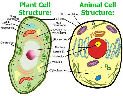 Animal Cell And Plant Cell, Animal Cell Diagram, Plant Cell Organelles, Edible Cell Project, Animal Cell Structure, Plant Cell Project, Edible Cell, Plant Cell Diagram, Cell Model Project