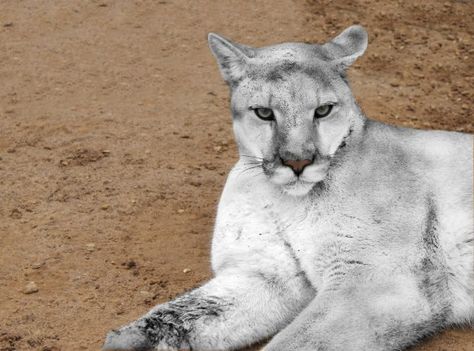 White Panther, Panther Pictures, Antique Bird Cages, Wild Animals Photography, Mountain Lion, Bird Cages, White Cats, Cat Aesthetic, Wildlife Art