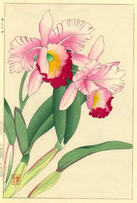 Japanese Orchid Drawing, Japan Clothing, Botanic Painting, Tattoos Flowers, Orchid Drawing, Orchid Art, Flower Japanese, Botanical Inspiration, The 4 Seasons