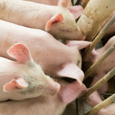 What are the steps you’re taking to avoid contamination in your pig feed? Learn how to maintain optimal quality during bulk bin storage from the Pig Knowledge Hub. Pig Feed, Bin Storage, How To Store, Sound