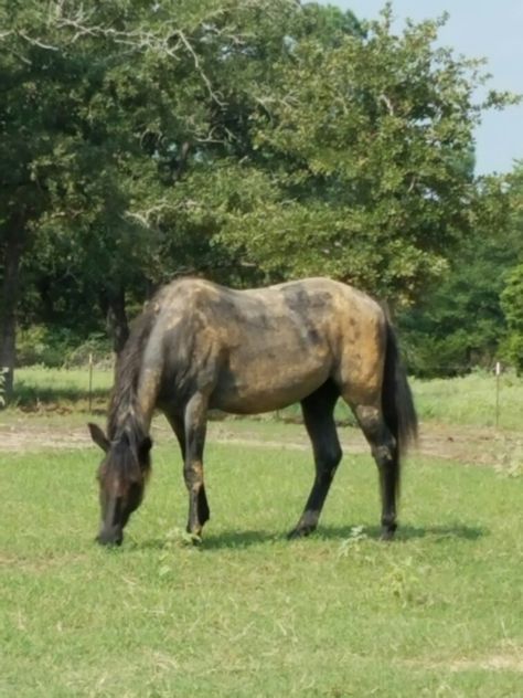 Dirty horse! What bath? Blue roan rolls in mud after bath, of course! Horse Dry Lots, Natural Horse Hoof Care, Mud Fever In Horses, Ranch Horses, Arabian Horse Running, Chestnut Western Horse, After Bath, Blue Roan, Of Course